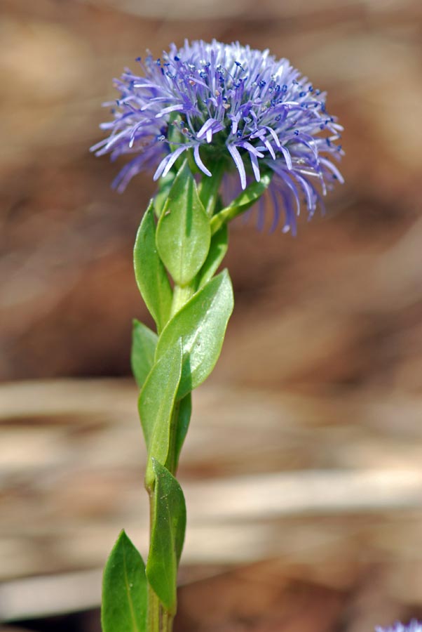 Globularia bisnagarica -  Globularia allungata